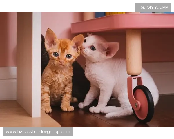 选择z6凯时平台的五大理由，体验最专业的线上博彩服务